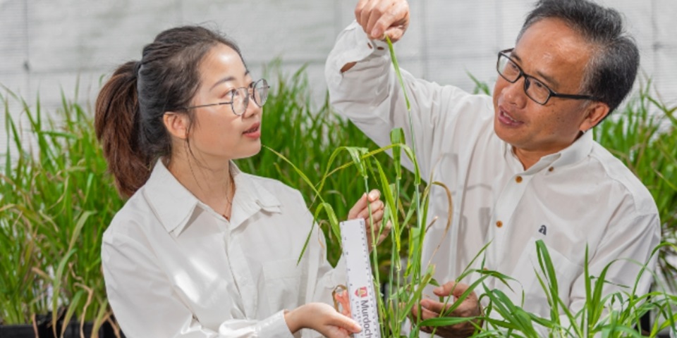 Professor Chengdao Li