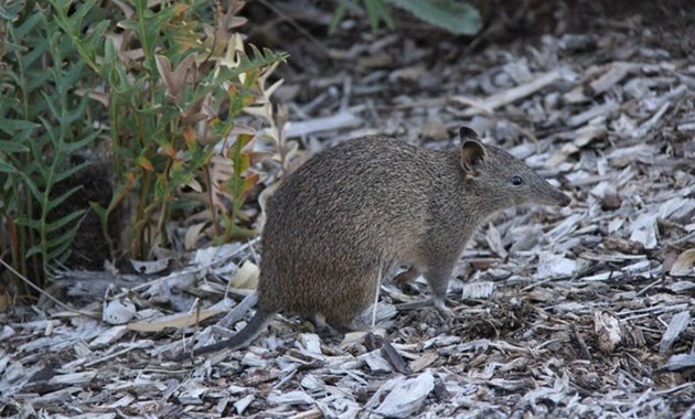 Quenda in the wild amongst bush, shrubs and leaves.