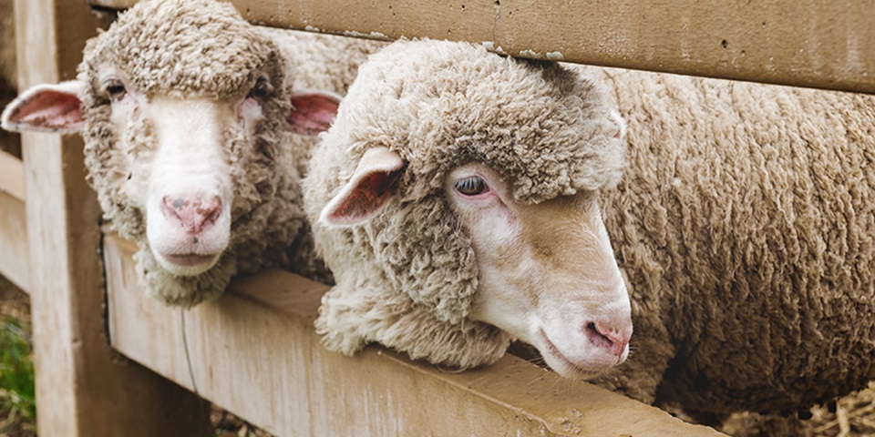 Two sheep