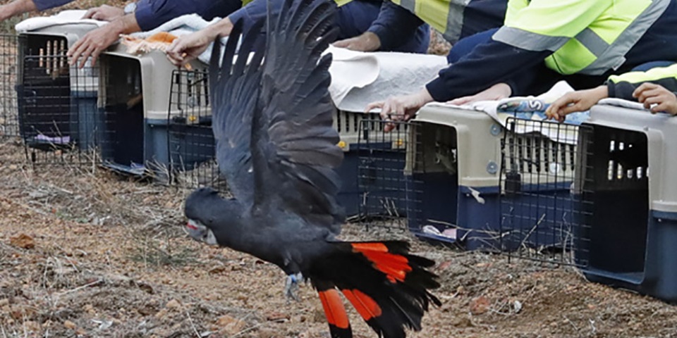 Rehabilitated black cockatoo feature