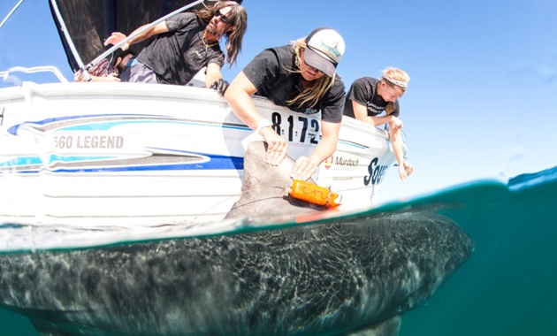 Researchers tagging a tiger shark By Alex Kydd