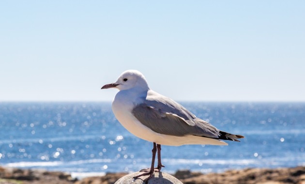 Seagull standing on a pylon