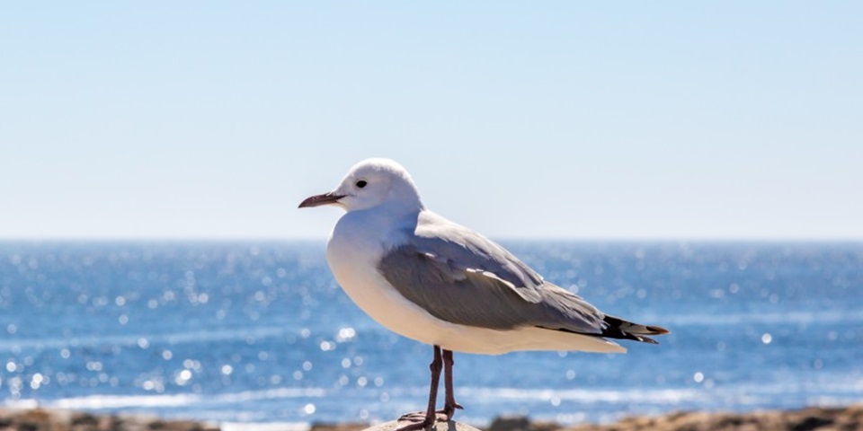 Seagull standing on a pylon
