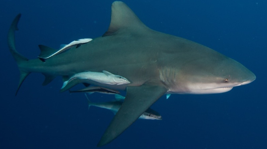 BULL SHARK swimming in the ocean