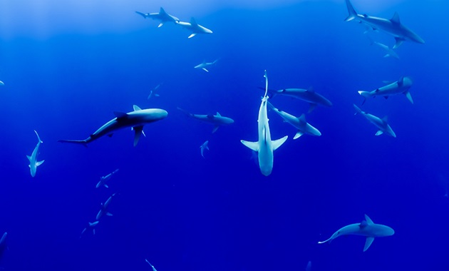 Sharks circling in the water