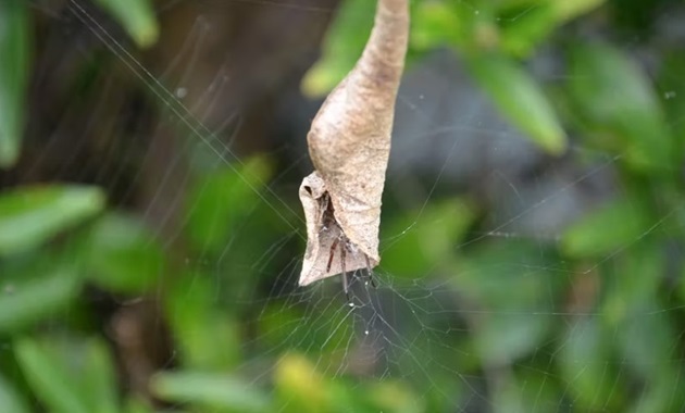 spider on a web