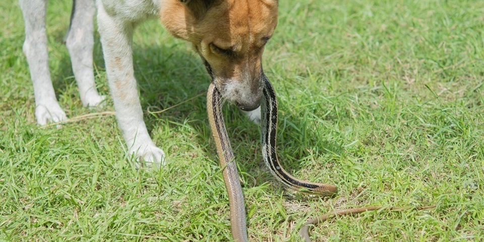 dog holding a snake in mouth