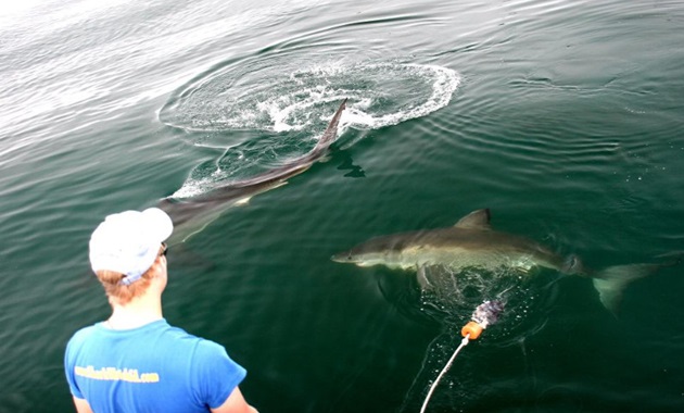 Tagging white sharks
