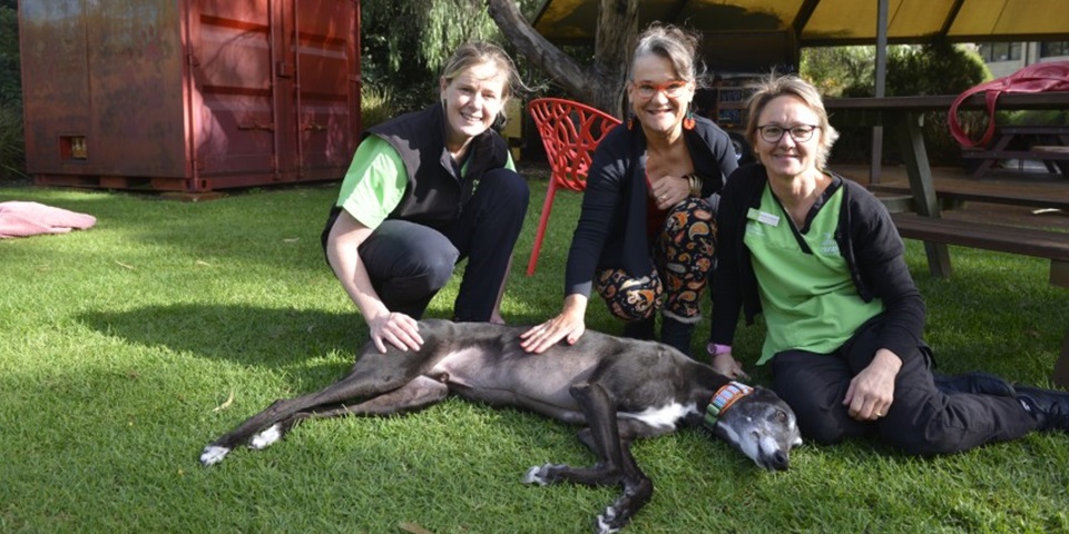 Animal Hospital staff and donor dog owner with Archie the greyhound