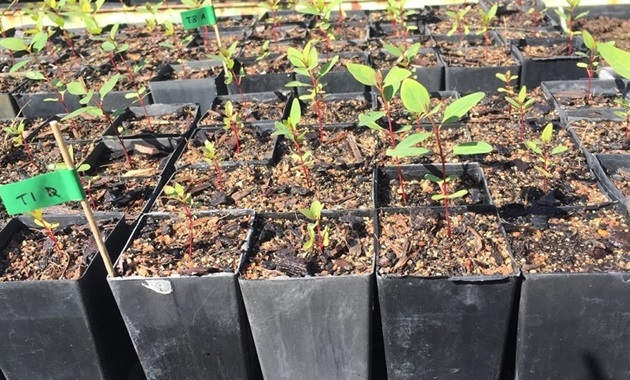 Tuart eucalyptus seedlings feature