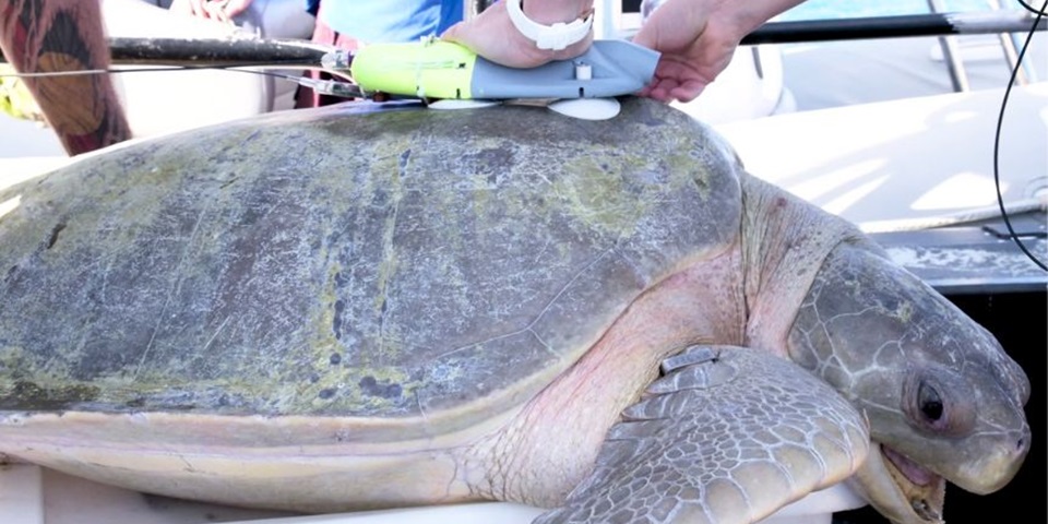 Turtle (860 ? 480px)