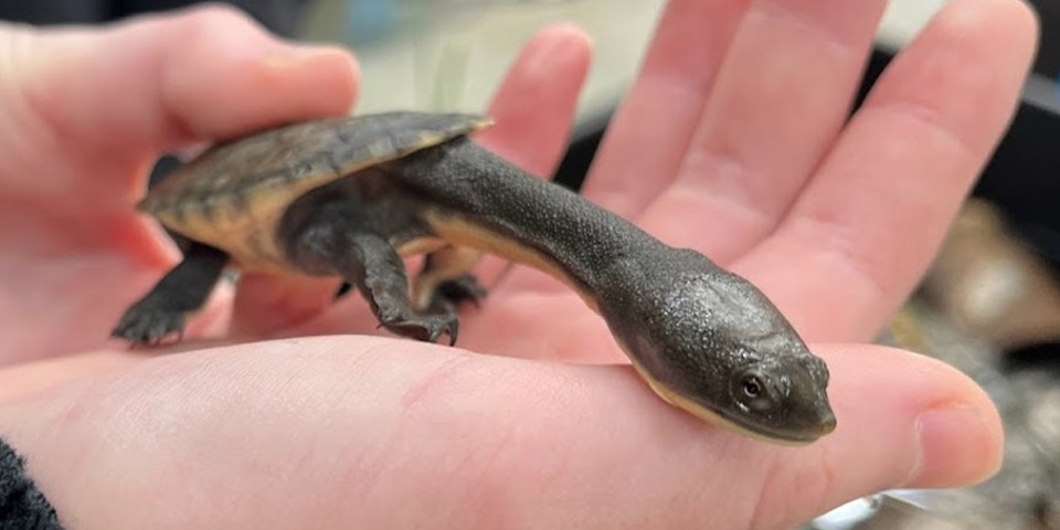 turtle 860 x 480 - feature image