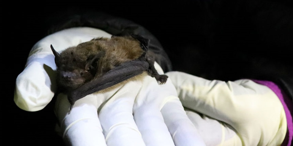 Western false pipistrelle bat