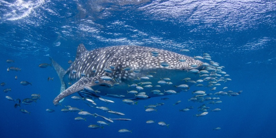 Whale shark and friends