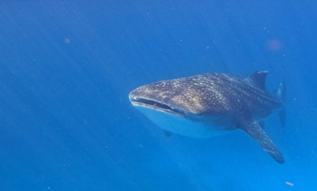 Whale shark swimming towards camera in blue ocean