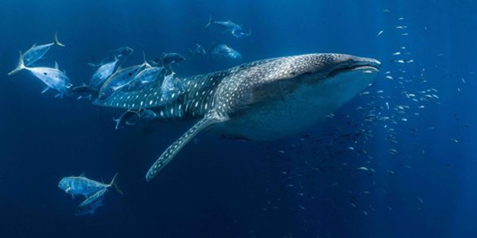 WhaleShark(600 ? 400 px)