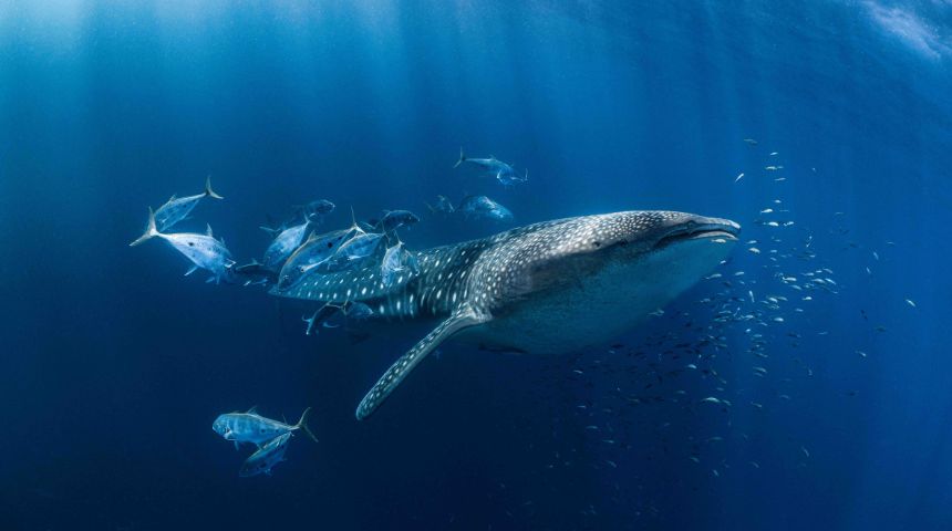 Whale Shark