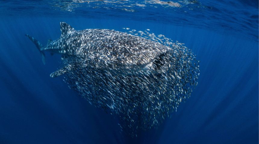 Whale Shark