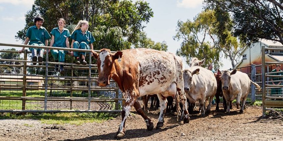 Why study Agricultural Sciences at Murdoch Murdoch students sitting on a fence with cows walking in front of them.