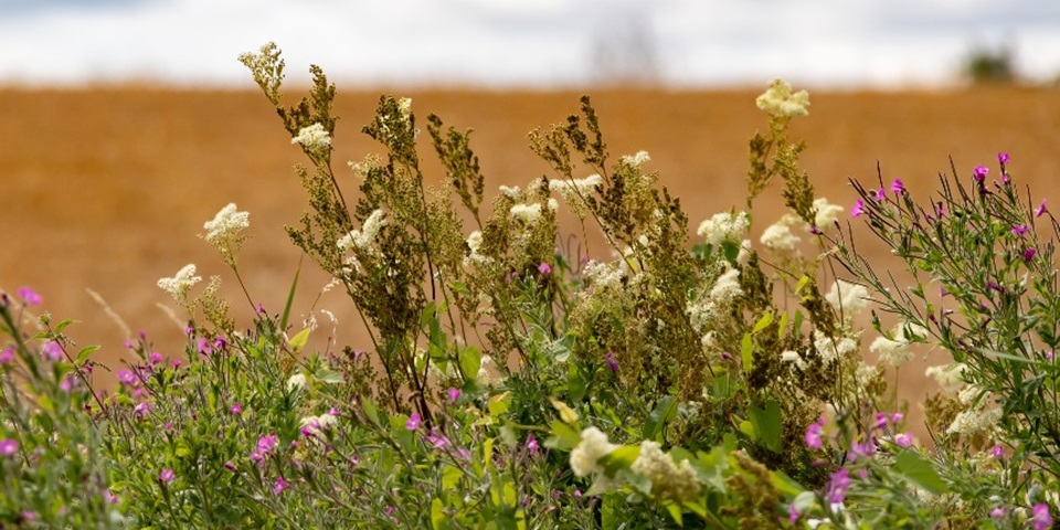 wildflowers in western australia