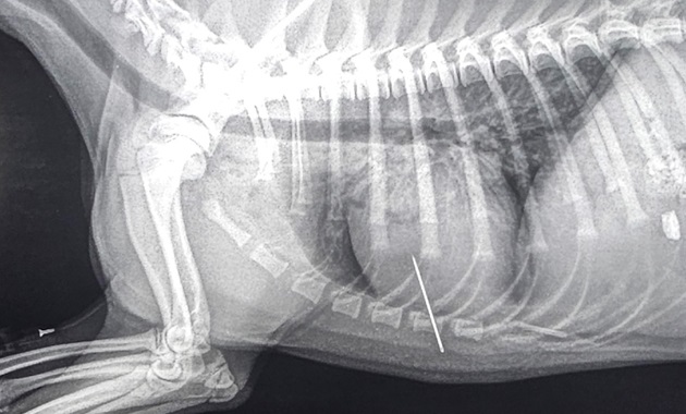 Xray of dog showing needle in heart