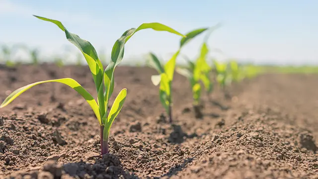Wheat in field