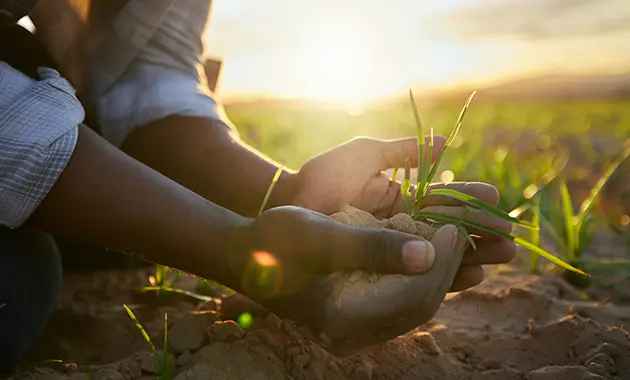 Hands in soil with sapling