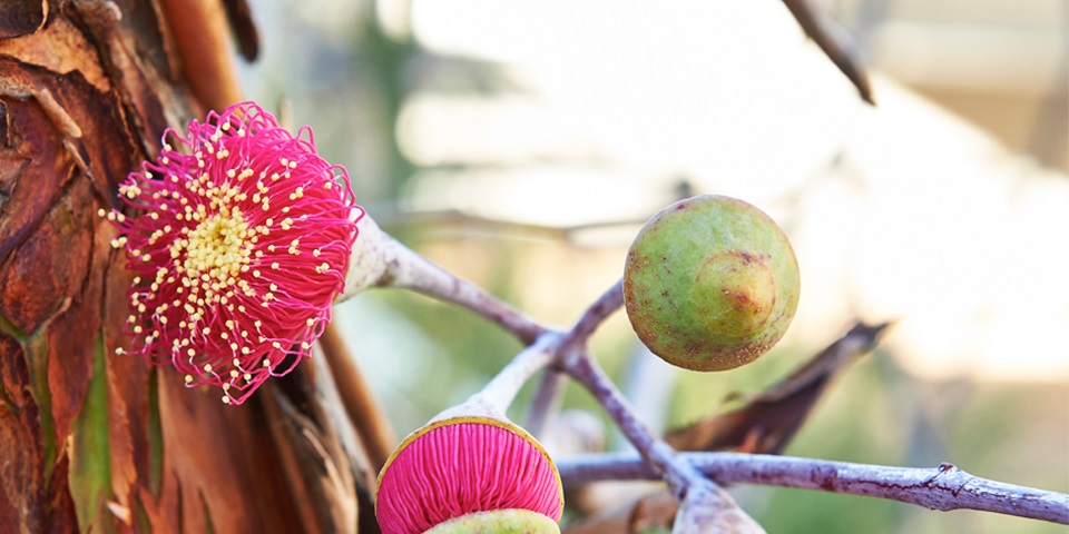 Native flora flower
